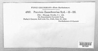 Puccinia zauschneriae image